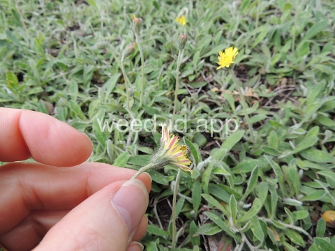 hawkweed, mouseear
